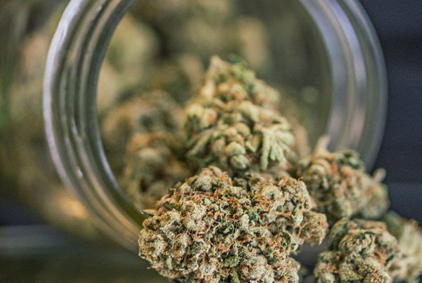 cannabis packaging machine